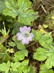 Geranium nodosum