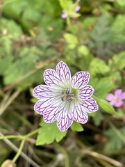 Geranium nodosum