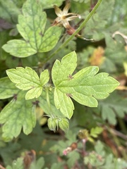 Geranium nodosum