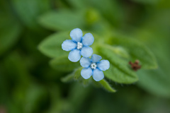 Thyrocarpus sampsonii