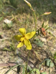 Cyanella lutea