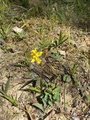 Cyanella lutea