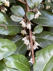 Elaeagnus reflexa