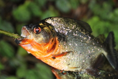 Pygocentrus nattereri