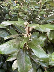 Elaeagnus reflexa
