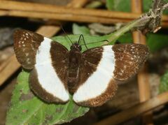 Eburuncus unifasciata