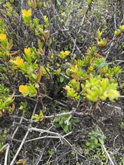 Roepera billardierei