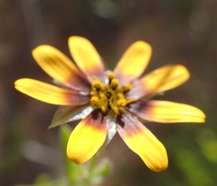 Osteospermum monstrosum