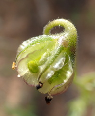 Osteospermum monstrosum