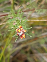Pultenaea dentata
