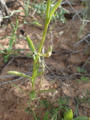 Osteospermum monstrosum