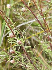 Pultenaea dentata