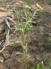 Osteospermum monstrosum
