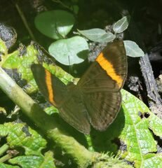 Emesis cypria guppyi