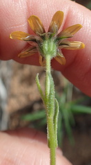 Osteospermum monstrosum