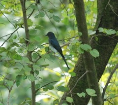 Dicrurus caerulescens