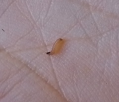 Ectomyelois ceratoniae