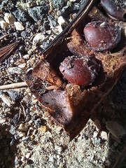 Ectomyelois ceratoniae