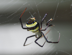 Argiope anasuja