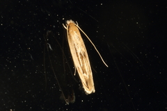 Amphixystis hapsimacha