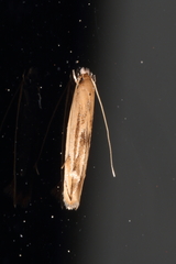 Amphixystis hapsimacha