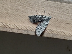 Calathusa basicunea