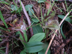 Chiloglottis