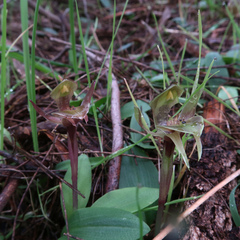 Chiloglottis