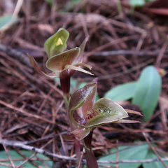 Chiloglottis
