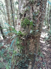 Bulbophyllum sandrangatense