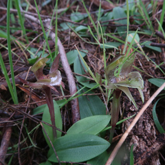 Chiloglottis