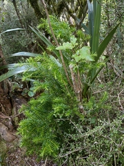 Halocarpus biformis
