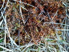 Lepidothamnus laxifolius