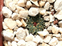 Ariocarpus kotschoubeyanus