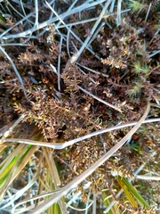 Lepidothamnus laxifolius
