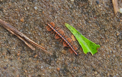 Helicorthomorpha