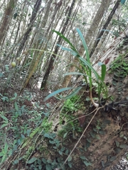 Bulbophyllum sandrangatense