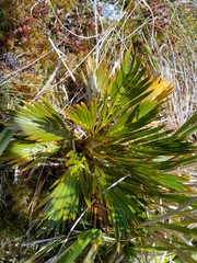 Aciphylla similis