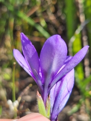 Babiana angustifolia