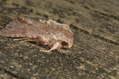 Ichneutica ustistriga