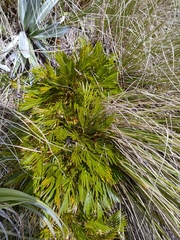 Aciphylla similis