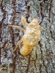 Cicada orni
