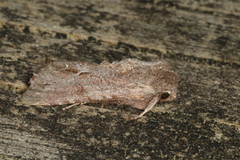 Ichneutica ustistriga