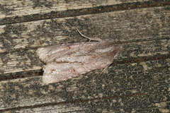 Ichneutica ustistriga