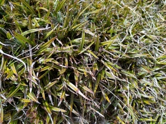 Astelia linearis