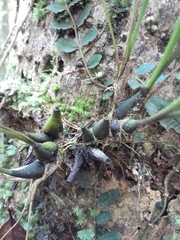 Bulbophyllum sandrangatense