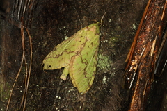 Aenetus virescens
