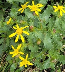 Senecio fremontii