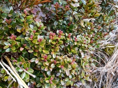 Gaultheria crassa