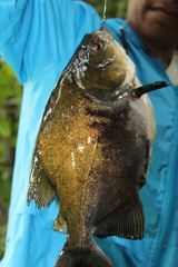 Colossoma macropomum